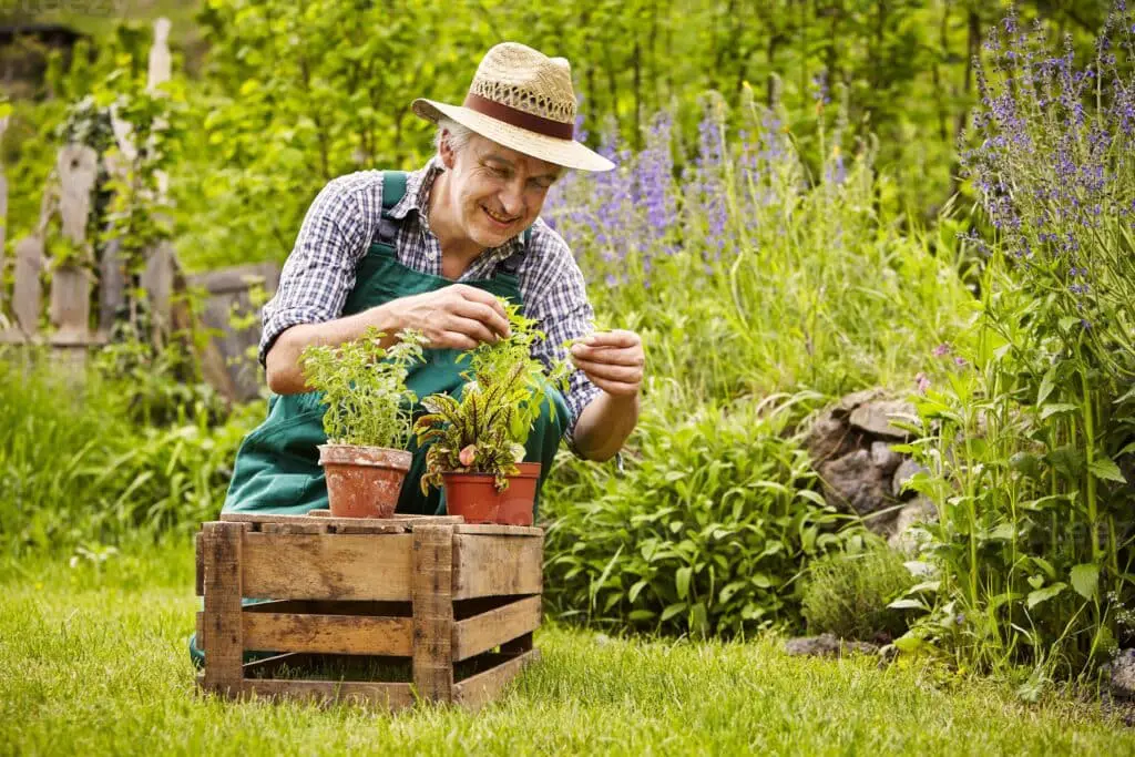 What Is Market Gardening