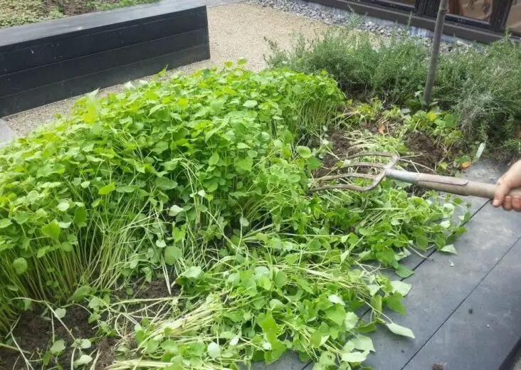 What Manure Is Best For Vegetable Gardening