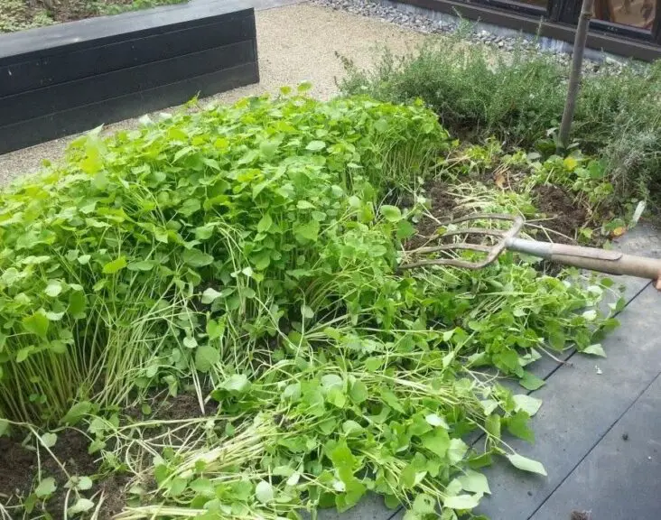 What Manure Is Best For Vegetable Gardening