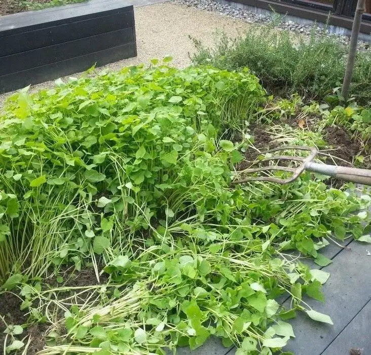 What Manure Is Best For Vegetable Gardening