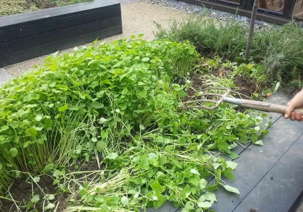 What Manure Is Best For Vegetable Gardening