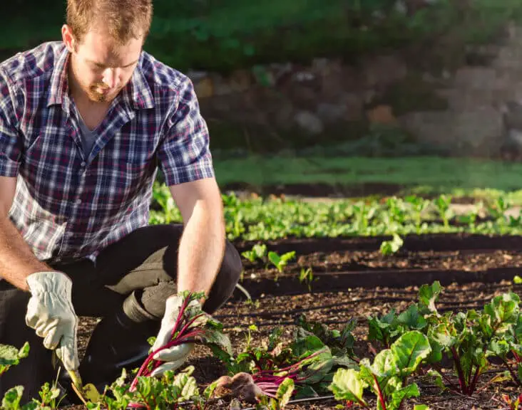 What Is Commercial Gardening