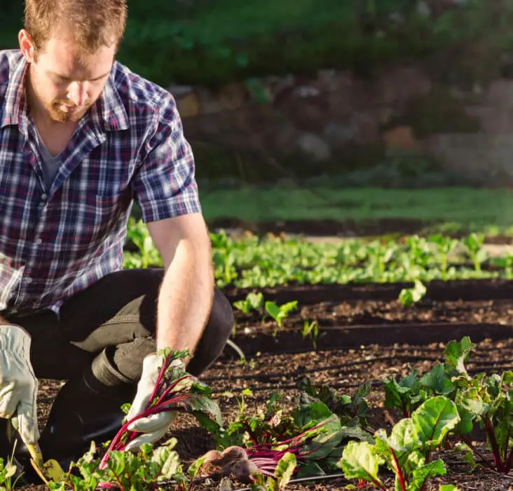 What Is Commercial Gardening