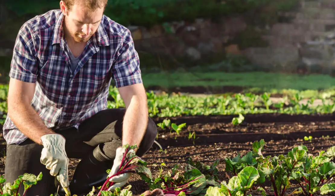 What Is A Master Gardener