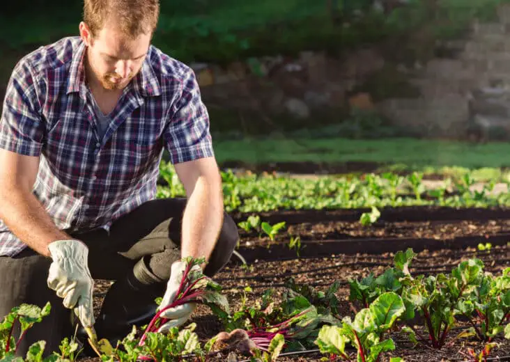 What Is A Master Gardener