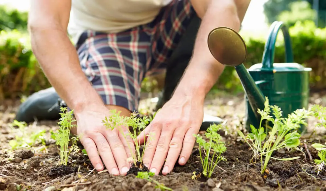 Can You Get Scabies From Gardening