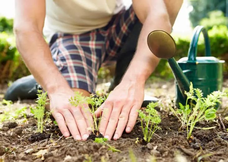 Can You Get Scabies From Gardening