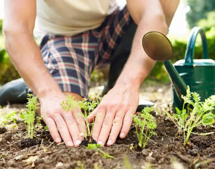 Can You Get Scabies From Gardening