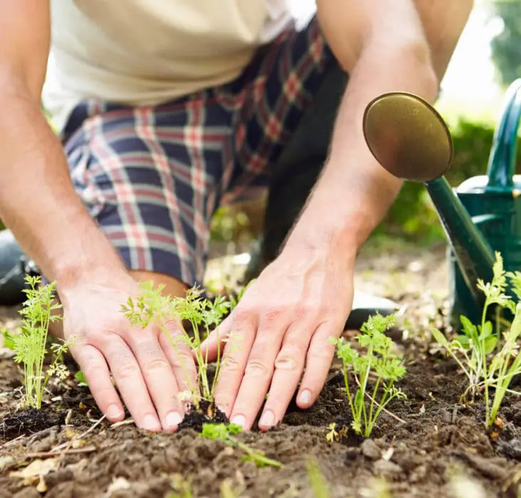 Can You Get Scabies From Gardening