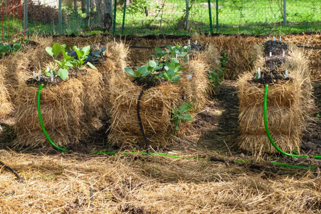 How To Condition Straw Bales For Gardening
