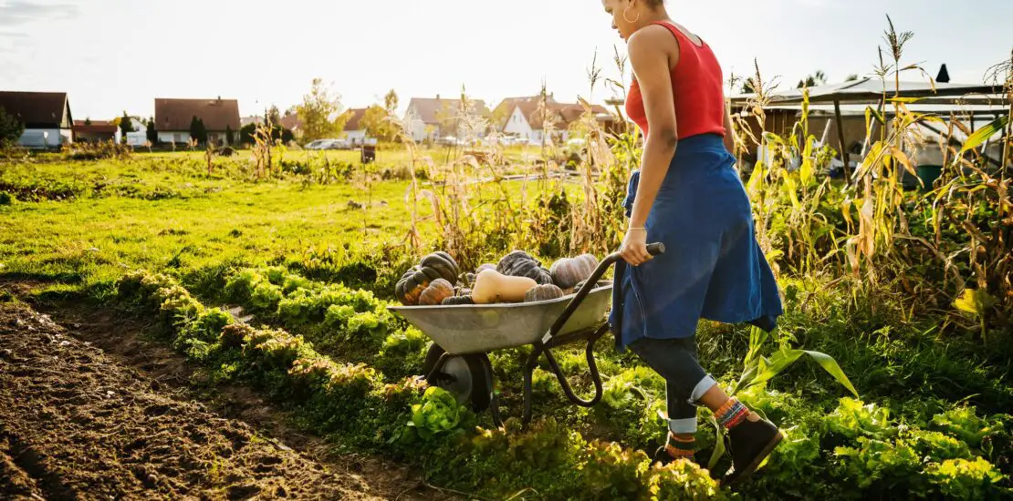 Is Market Gardening Commercial Or Subsistence 