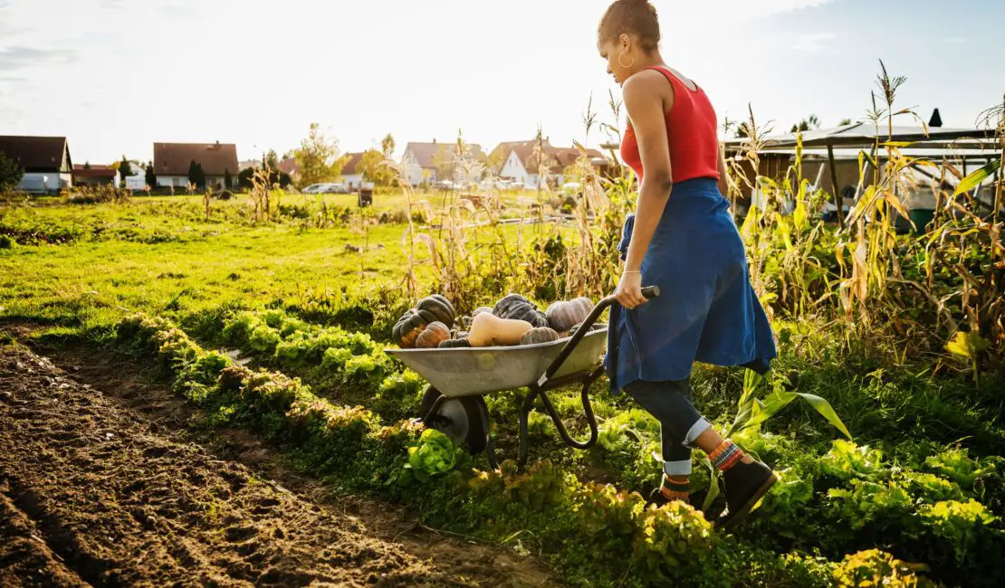 Is Market Gardening Commercial Or Subsistence 