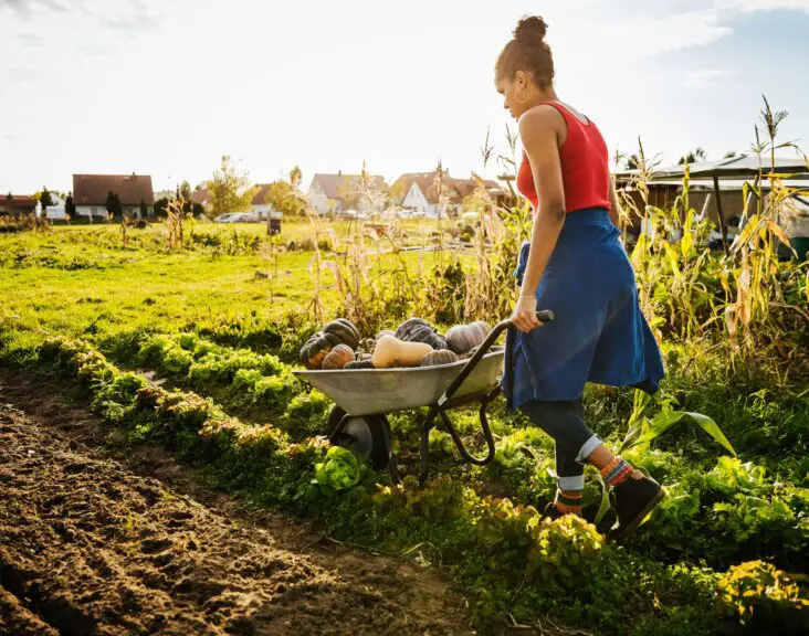 Is Market Gardening Commercial Or Subsistence 