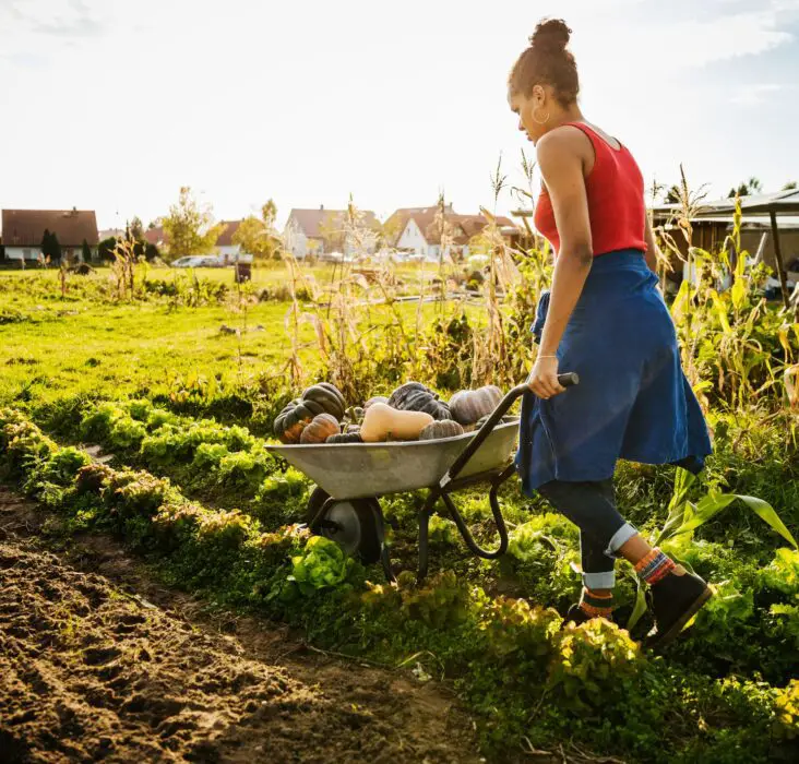 Is Market Gardening Commercial Or Subsistence 