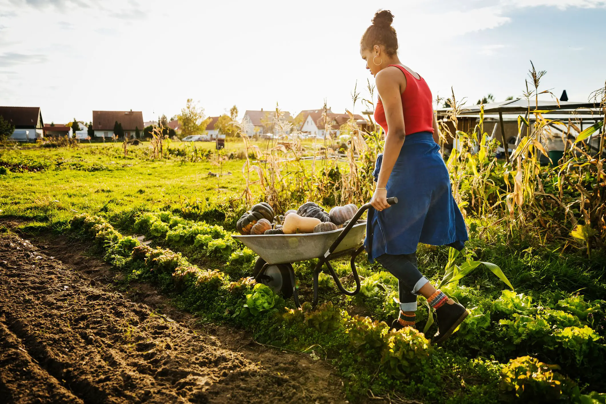 Is Market Gardening Commercial Or Subsistence 