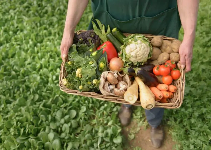 Is Market Gardening Intensive Or Extensive