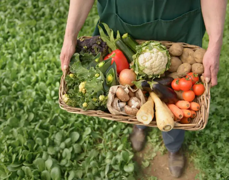 Is Market Gardening Intensive Or Extensive